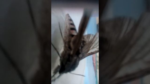 Dali je ovo kilibri moljac ili leptir kupusar смотреть онлайн