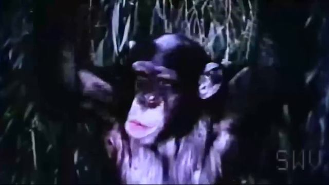 Tarzana The Wild Girl 1969 Full HD }\}\