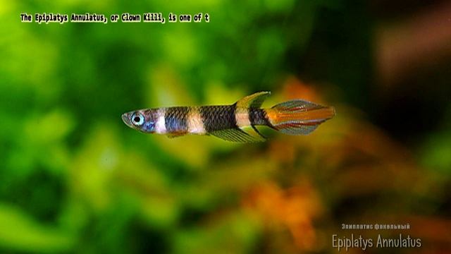 Epiplatys Annulatus (Clown Killi, Эпиплатис факельный)