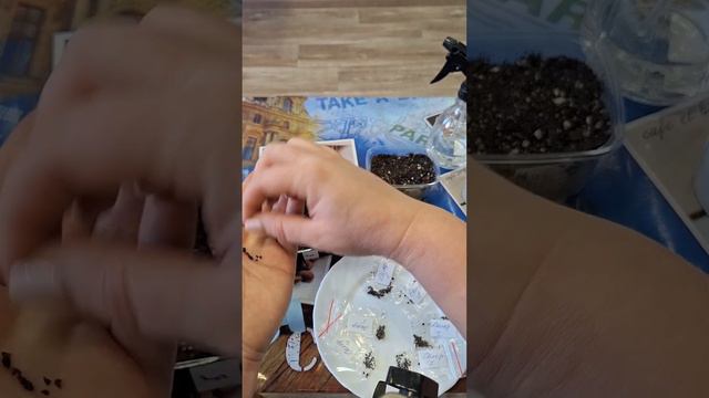 Новозеландский Дельфиниум из семян, без стратификации! Мой способ посева. #дельфиниум#обзоры#цветы смотреть онлайн