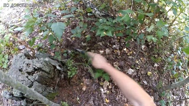 Грибы в лесу ǀ за БЕЛЫМИ, ПОДОСИНОВИКАМИ и ПОДБЕРЕЗОВИКАМИ ǀ грибной лес смотреть онлайн