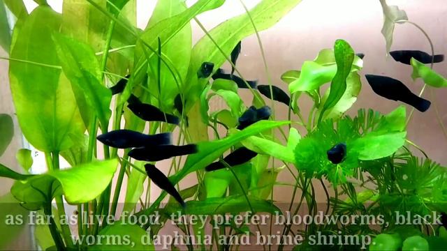 Molly Fish Care Guide смотреть онлайн