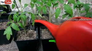 ПОДКОРМИТЕ РАССАДУ ЙОДОМ +МОЛОКО--ДЛЯ МОЩНОЙ ,ЗДОРОВОЙ  РАССАДЫ и ОГРОМНЫХ ВКУСНЫХ ПОМИДОР.