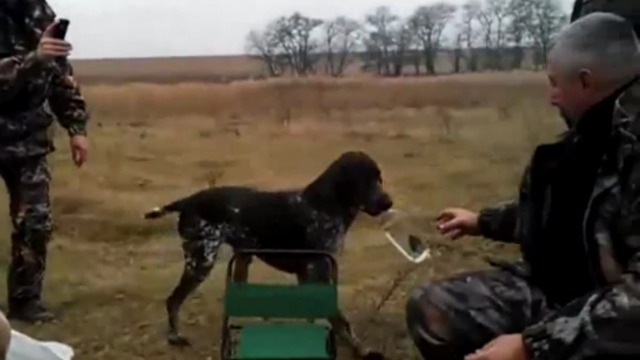 Собака-подливака смотреть онлайн