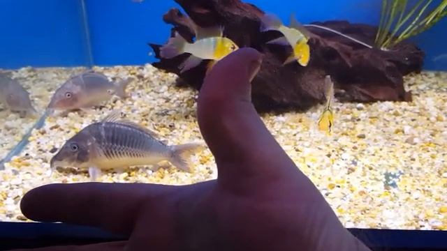 Brochis Multiradiatus Corydoras смотреть онлайн