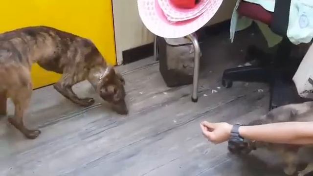 Erica is good with cat смотреть онлайн