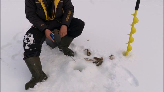 рыбалка в засекреченном заливе на Ангаре с новичками !!!))) смотреть онлайн