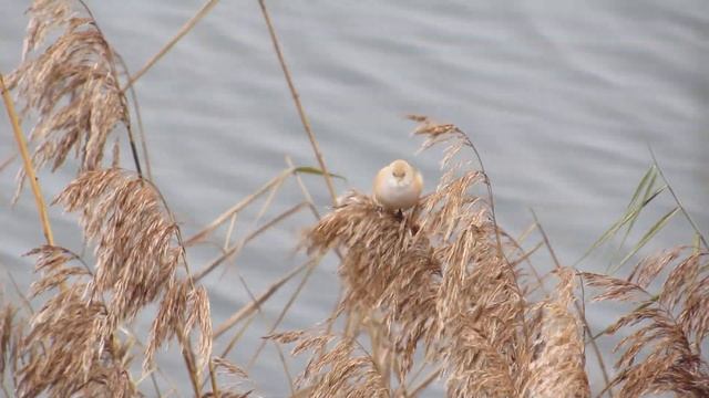 Самка усатой синицы (Panurus biarmicus) смотреть онлайн