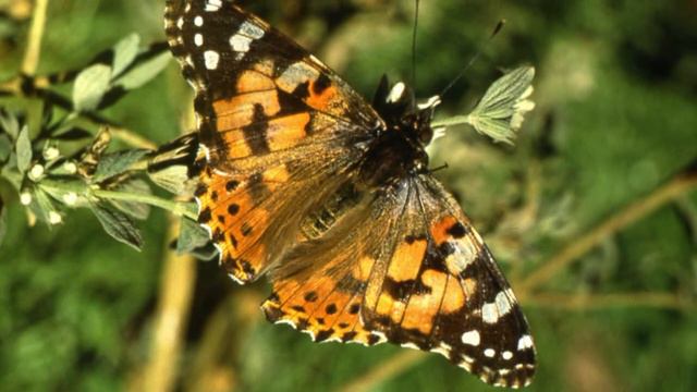 ОЗЕРО муз.С.Чекалина смотреть онлайн