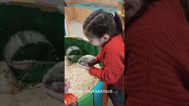 контактный зоопарк в Санкт-Петербурге смотреть онлайн