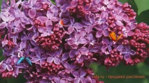 Сирень обыкновенная Индия (syringa vulgaris indiia) ? Индия обзор: как сажать, саженцы сирени Индия