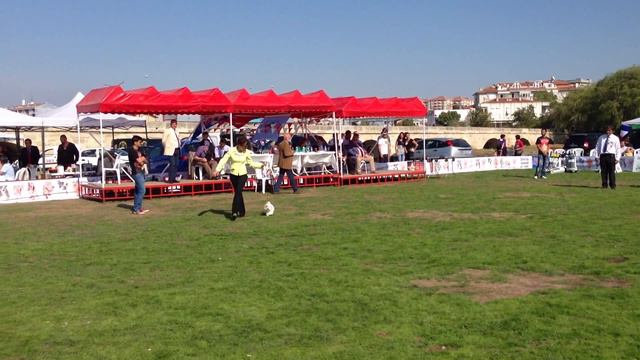 Istanbul CACIB 29.09.2013 P.BIS смотреть онлайн