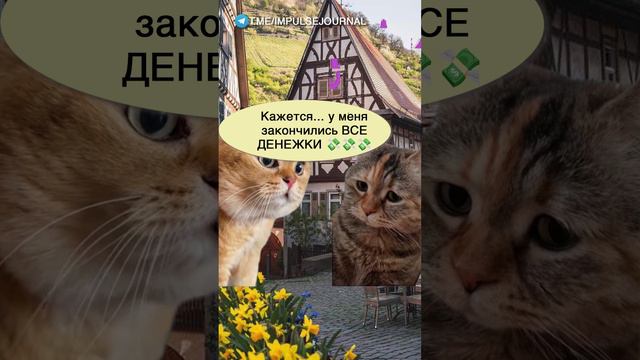 Шалаш развалился #мыкотики #вмем #разговор #анекдот #шутки #кот #юмор #смешное #прикольно #мемы #cat смотреть онлайн