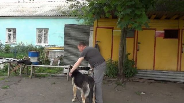 Строгий ошейник для собаки. Когда он нужен? смотреть онлайн