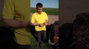фаза выхода в трубку озимая пшеница