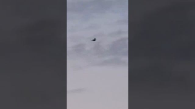 Птица зависла в воздухе смотреть онлайн