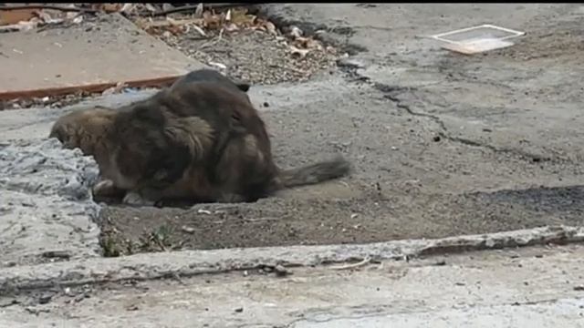 Коты под валерьянкой смотреть онлайн