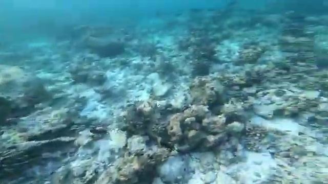 Мальдивские острова . Подводный мир. Аравийское море, в Индийском Океане. Maldives arabian sea. смотреть онлайн