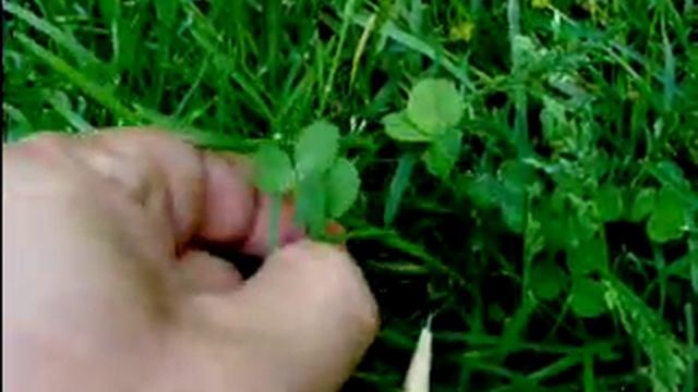 Two 4-leaf clovers смотреть онлайн