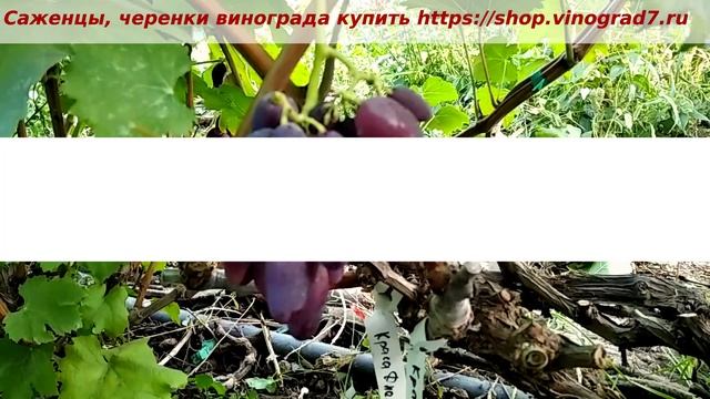 Виноград Краса Днепра - с пальчиковой формой ягод, раннего срока созревания. Пузенко Наталья смотреть онлайн