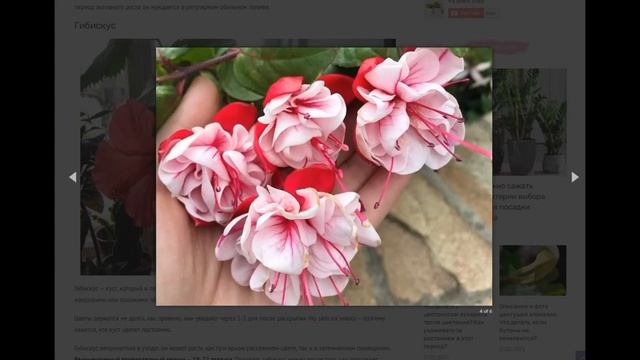 Практичнее, чем букет: 5 красивых комнатных цветов, которые можно подарить на праздник смотреть онлайн