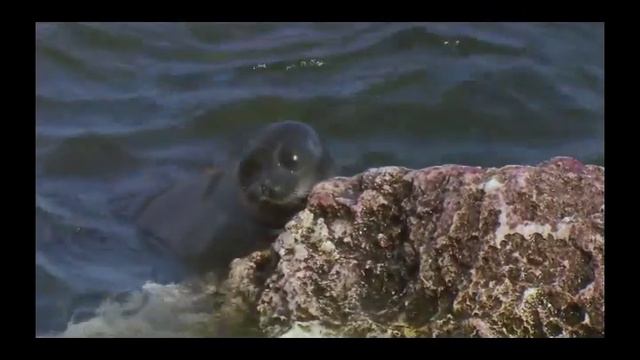 Дикая природа России. Сибирь. смотреть онлайн