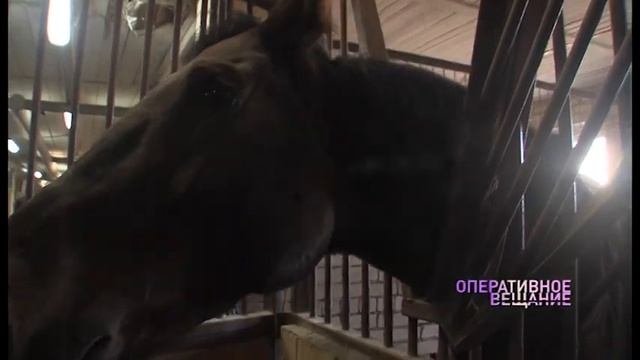 Воспитанники кадетских классов пообщались с лошадьми и научились ездить верхом смотреть онлайн