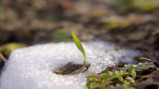 Слон в квартире смотреть онлайн