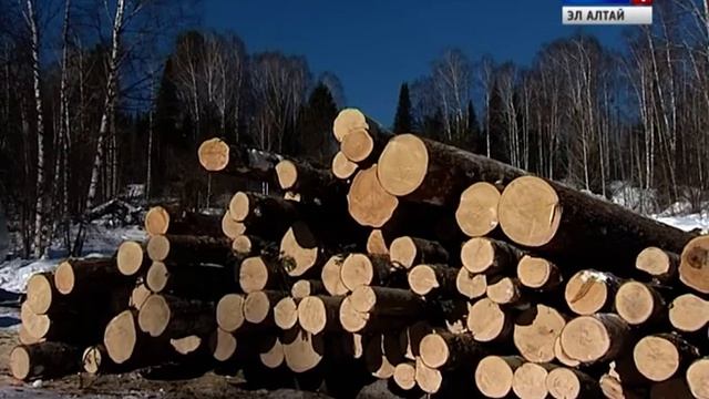 Прокуратура вынесла обвинительное заключение по делу о вырубке 59 кедров смотреть онлайн