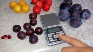 СВГ (сливово вишневий гібрид) Мейнор