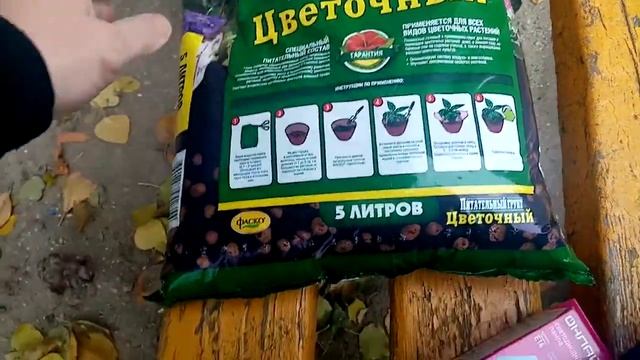 Купил грунт для цветка Золотой ус, и для красного острого перца + контейнер, объем и обзор цены. смотреть онлайн