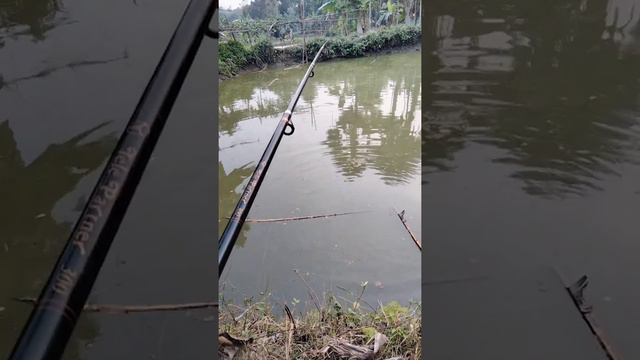 শীতকালে ছিপ বড়শী দিয়ে পুকুর মাছ ধরা/ Fishing with Tica Telescopic Fishing Rod. смотреть онлайн