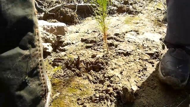 Сажаем лес вместе с Гринпис смотреть онлайн