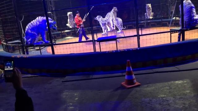 Цирк «Максимус» Белые тигры смотреть онлайн