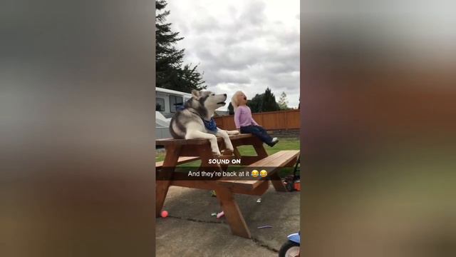 Они сделали мой день 🤣 смотреть онлайн