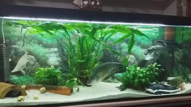 Аквариум 500 литров#27 смотреть онлайн