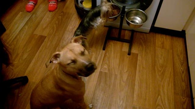 Стаффордширский терьер смотреть онлайн