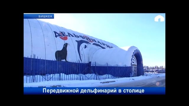 Передвижной дельфинарий в столице смотреть онлайн