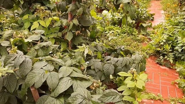 Малина ремонтантная , подсолнухи , ФИЗОСТЕГИЯ . смотреть онлайн