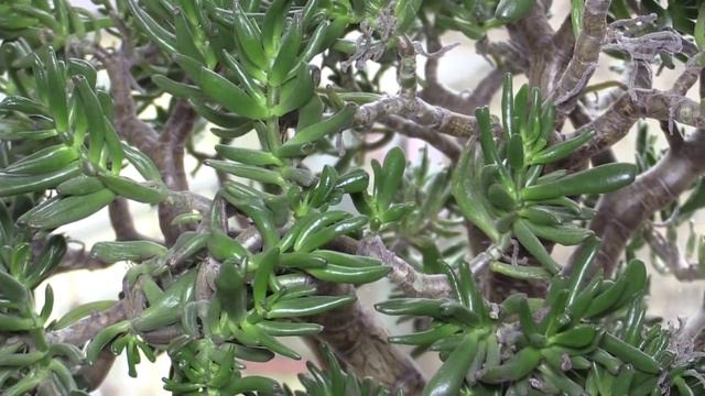Crassula Ovata 