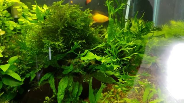 Победа над водорослями. Тесты воды. 3 часть смотреть онлайн