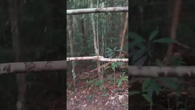 Остров Фукуок, национальный парк. смотреть онлайн