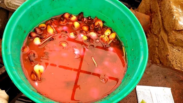 Жизнь тюльпана после выгонки смотреть онлайн