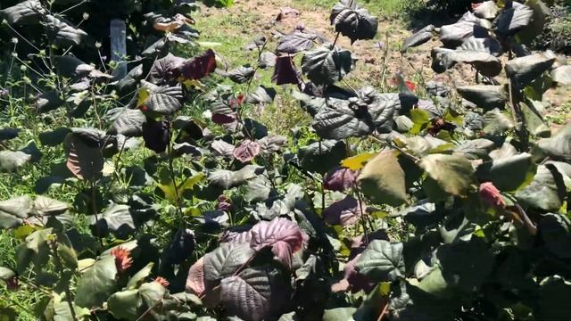 Фундук ГЛОРИЯ, самый декоративный краснолистный фундук смотреть онлайн