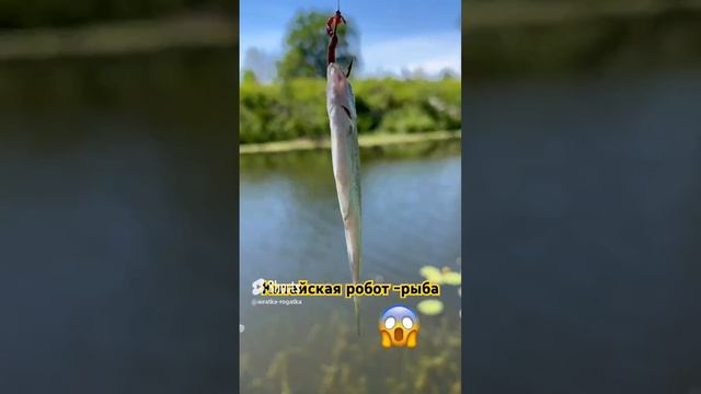 Рыба робот шпион  #рыба #робот #речка