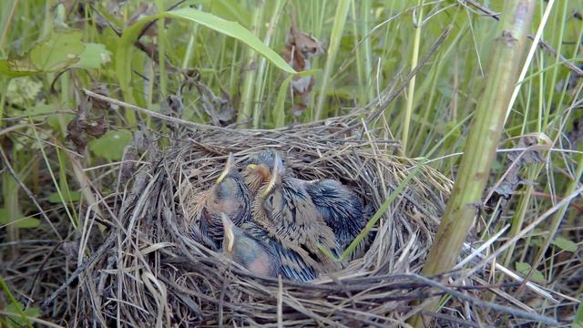 Северная Бормотушка гнездо 170624 2 в траве 25июня