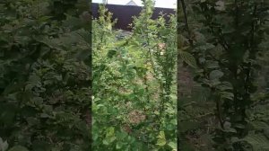 Вредители бронзовка золотистая и олейка мохнатая. Борьба с ними