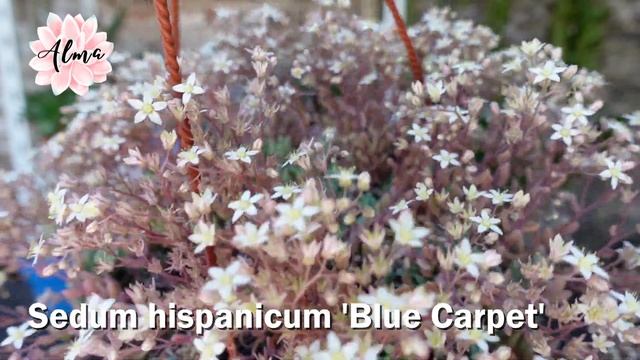 Sedum Hispanicum 'Blue Carpet' #LaSuculentaElegidadelDía