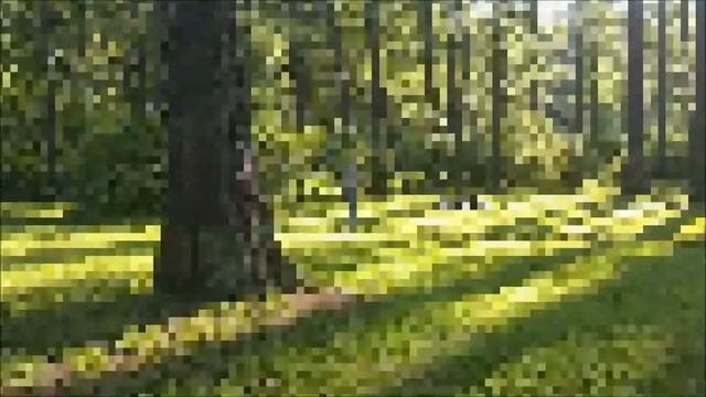Елагин остров. Тайцзицюань, разминка. смотреть онлайн