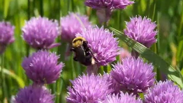 березы, цветы полевые смотреть онлайн